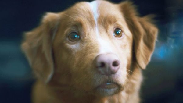 Technical Aspects of Good Boy 