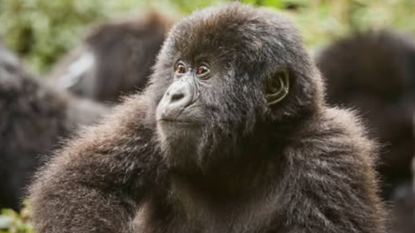 Why Should You Watch Gorilla Story: Told By David Attenborough
