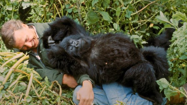 Gorilla Story: Told By David Attenborough OTT Platform