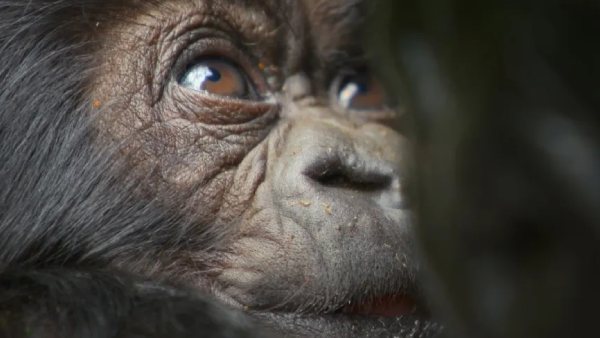 Gorilla Story: Told By David Attenborough Storyline