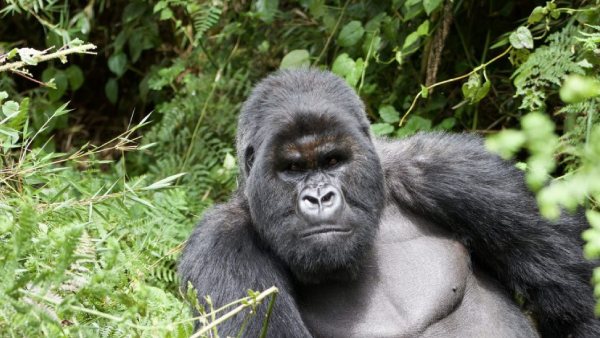 Gorilla Story: Told By David Attenborough OTT Release