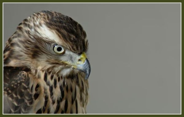 H Is for Hawk Cast & Performances