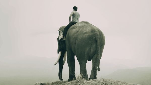 Why You Should Watch Kumki 2 on OTT