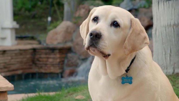 The Dog Who Saved Easter