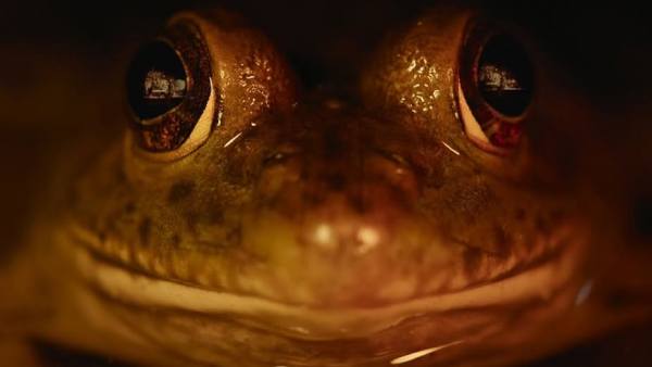 Why Should You Watch Nightmares Of Nature