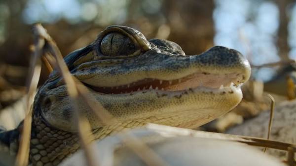 Nightmares Of Nature OTT Release Date & Platform