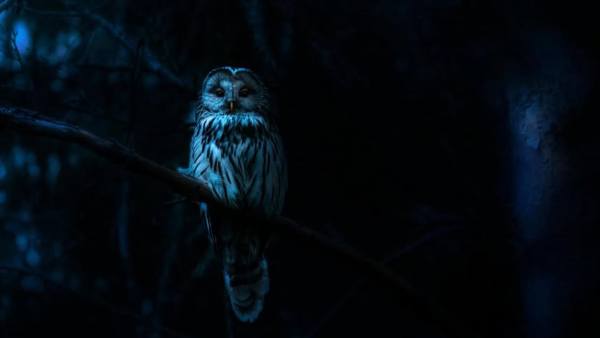 Nightmares Of Nature Cast & Crew