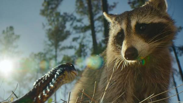 Nightmares Of Nature StoryLine