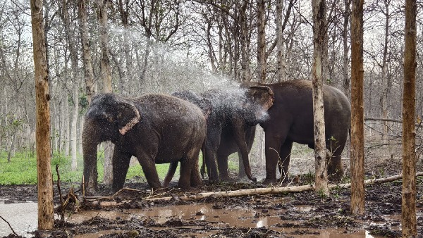 Number of animals and birds of Vantara