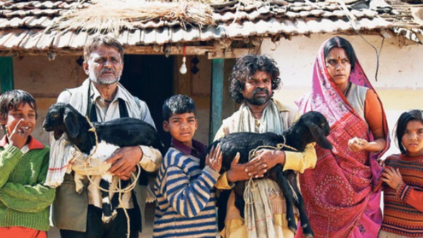 पीपली लाइव