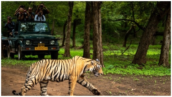 Tiger Guards Of Kanha