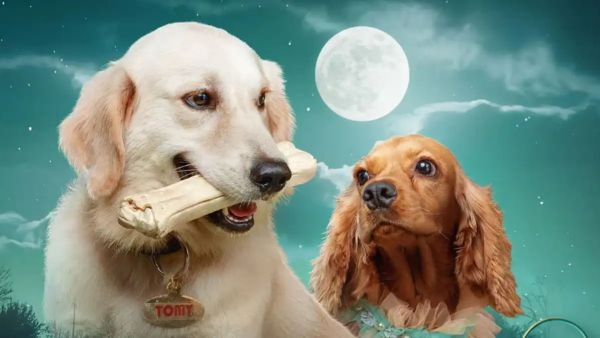 Valatty: Tale of Tails