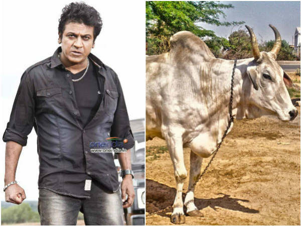 ಸಾಕಿರುವ ಗೂಳಿ ಬಳಕೆ!