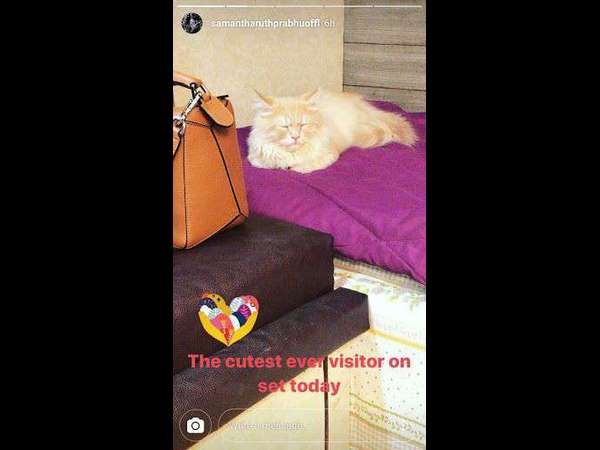 ಮೋಡಿ ಮಾಡಿದ ಮಾರ್ಜಾಲ 