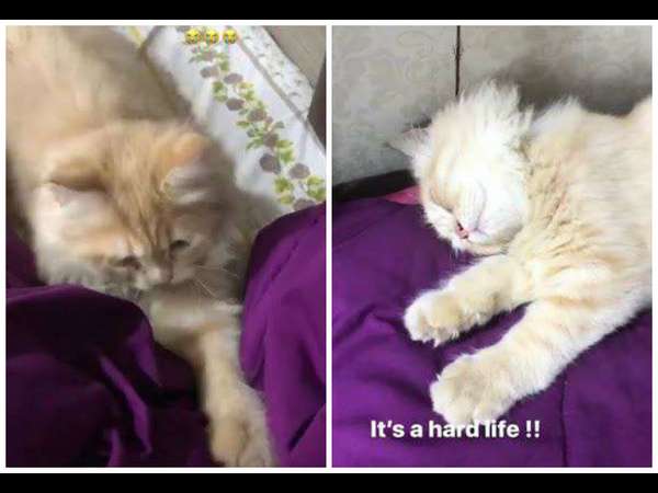 ಸಮಂತಾಗಿದ್ದಾರೆ ಹೆಚ್ಚು ಫ್ಯಾನ್ಸ್ 