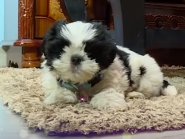 ಮುದ್ದು ನಾಯಿಮರಿ ಗಿಫ್ಟ್