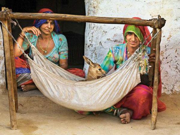 ಬಿಷ್ಣೋಯಿಗಳ ತತ್ವಗಳೇನು?