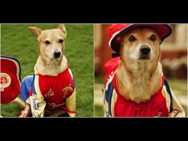 Kannada actress Samyuktha Horanadu said Ee Sala Cup Namde slogan. Kannada actress Samyuktha Horanadu said Ee Sala Cup Namde slogan.