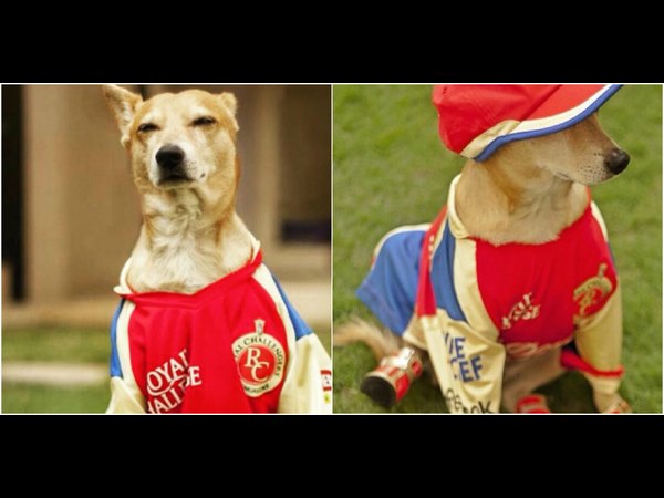 Kannada actress Samyuktha Horanadu said Ee Sala Cup Namde slogan. Kannada actress Samyuktha Horanadu said Ee Sala Cup Namde slogan.