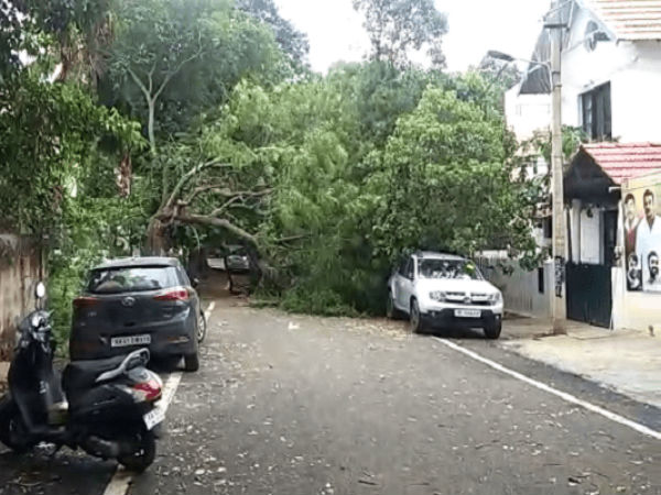 Tree fall down on actor Challenging star Darshan house in Rajarajeshwari Nagar Bangalore