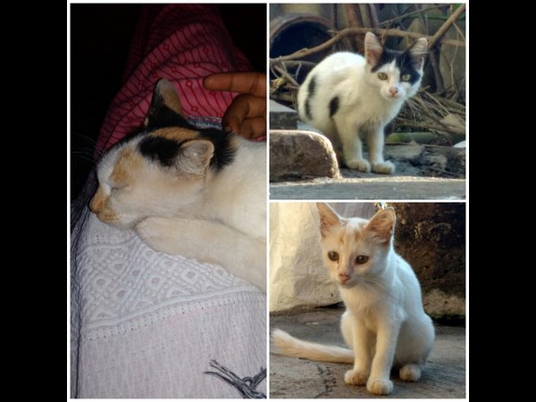 ಒಳ್ಳೆಯ ಕೆಲಸವೇ ಸರಿ. ಅಂದಹಾಗೆ ನಿಮ್ಮ ಊರು ಯಾವುದು? ಒಳ್ಳೆಯ ಕೆಲಸವೇ ಸರಿ. ಅಂದಹಾಗೆ ನಿಮ್ಮ ಊರು ಯಾವುದು?