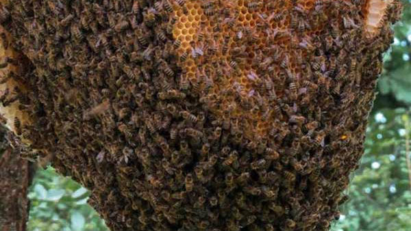 ಕೆಲವು ಜೇನುನೊಣ ಕಚ್ಚಿವೆ