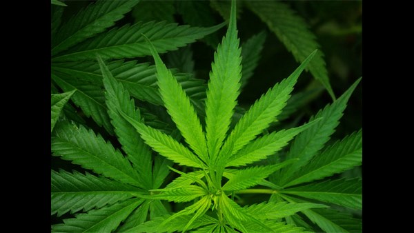 'ಗಾಂಜಾವನ್ನು ವಿಜಯ ಎಂದು ಕರೆದಿದ್ದಾರೆ ಗುರು-ಹಿರಿಯರು'