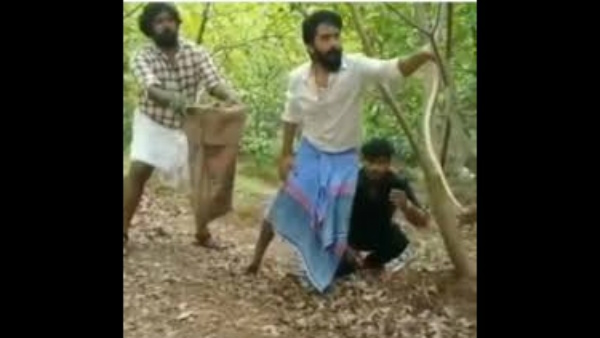 ಸಿಂಭು ನಾಗರಹಾವು ಹಿಡಿದಿರುವ ವಿಡಿಯೋ ವೈರಲ್ ಆಗಿದೆ
