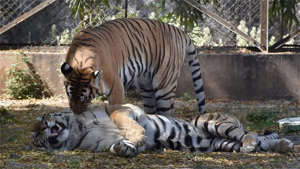 ಹಲವಾರು ಮಂದಿ ಪ್ರಾಣಿಗಳನ್ನು ದತ್ತು ಪಡೆದಿದ್ದಾರೆ