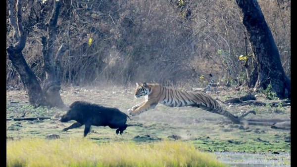 ಚಿರತೆ ದಾಳಿ ಫೋಟೋ ಸೆರೆಹಿಡಿದ ಮಾಂತ್ರಿಕ 