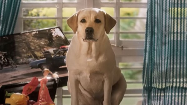 7 ದಿನಕ್ಕೆ 38 ಕೋಟಿ ರೂ. ಮುಟ್ಟಿದ ಚಾರ್ಲಿ!