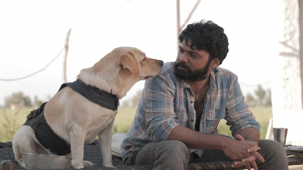 12 ದಿನಗಳಲ್ಲಿ ಚಾರ್ಲಿ ಗಳಿಸಿದ್ದೆಷ್ಟು? 