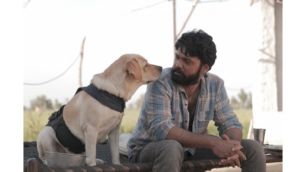 50 ದಿನಕ್ಕೆ ಒಟಿಟಿಯಲ್ಲಿ '777 ಚಾರ್ಲಿ'! 