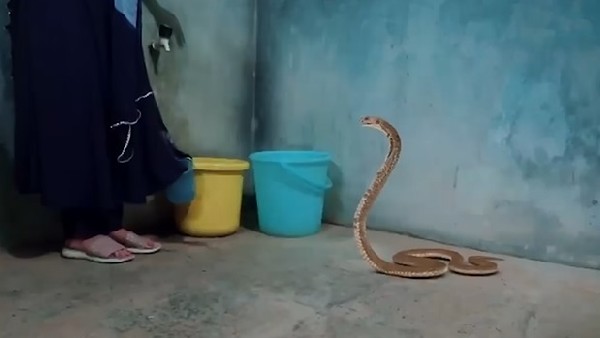 ಚಾರುಗೆ ಕಚ್ಚಿದ ಹಾವು