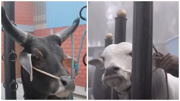 ರಾಜಸ್ಥಾನ್, ಒಂಗೋಲು ರಾಸುಗಳು ರಾಜಸ್ಥಾನ್, ಒಂಗೋಲು ರಾಸುಗಳು