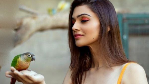 ದರ್ಶನ್ ಜತೆ ಕೆಲಸ ಮಾಡಿದ್ದರ ಬಗ್ಗೆ ನಿಮಿಕಾ ಹೇಳಿದ್ದಿಷ್ಟು