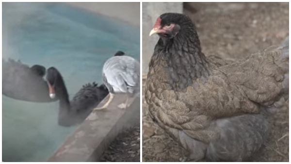 ಹಂಸಗಳು, ಬ್ರಹ್ಮ ಕೋಳಿಗಳು ಹಂಸಗಳು, ಬ್ರಹ್ಮ ಕೋಳಿಗಳು