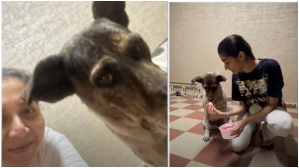 ಗಂಗಮ್ಮ ಮರಿ ಹಾಕಿದ್ದಾಗ ಸಂಭ್ರಮ ಗಂಗಮ್ಮ ಮರಿ ಹಾಕಿದ್ದಾಗ ಸಂಭ್ರಮ