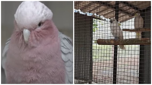 ಅಪರೂಪದ ಎಲೆಕ್ಟಸ್ ಗಿಣಿಗಳು ಅಪರೂಪದ ಎಲೆಕ್ಟಸ್ ಗಿಣಿಗಳು