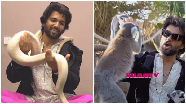 ಸಿಂಹದ ಎದುರು ಸೋತ 'ಲೈಗರ್'! 