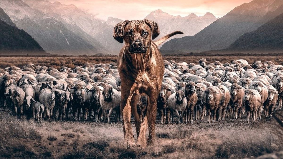 ಪೋಸ್ಟರ್ ಅಂದ್ರೆ ಇದು! ಪೋಸ್ಟರ್ ಅಂದ್ರೆ ಇದು!