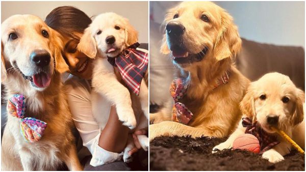 Actress Gautami Jadhav Brings a Golden Retriever Dog as a New Guest to the Home