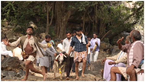 Tagaru Palya: owner decided to stop 7 star Sultanas qurbani after the campaign 