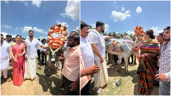 Mandya fan Teja Gowda draw Abhishek Ambareesh and Aviva Bidapa picture on his Ox 
