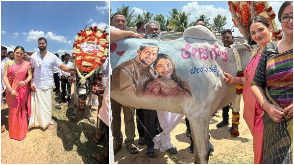 Mandya fan Teja Gowda draw Abhishek Ambareesh and Aviva Bidapa picture on his Ox 