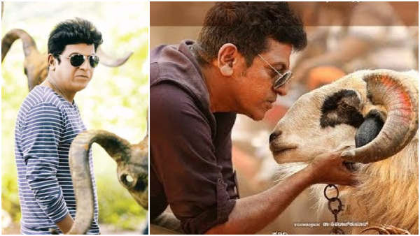 Movies that have goats, sheep in their titles and films have become super hits: What about Toby? Movies that have goats, sheep in their titles and films have become super hits: What about Toby?