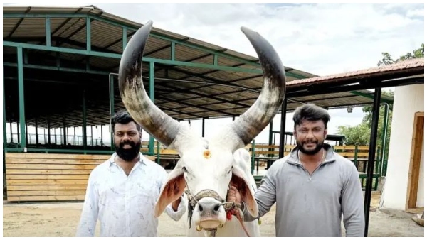 Kaatera Actor Darshan visits Hebbevu Farms located near Penukonda Kaatera Actor Darshan visits Hebbevu Farms located near Penukonda