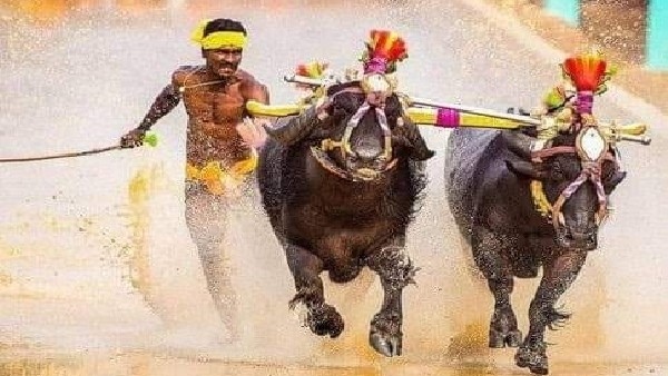 Bengaluru Kambala: Actress Anushka Shetty to Inaugurate Bengaluru Kambala on November 25 and 26 Bengaluru Kambala: Actress Anushka Shetty to Inaugurate Bengaluru Kambala on November 25 and 26