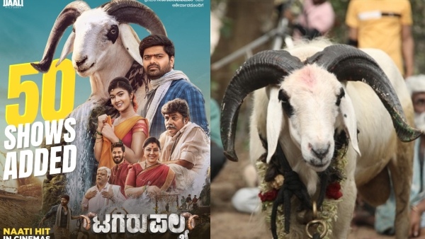 50 more shows added to nagabhushana, amrutha prem starrer Tagaru Palya movie 50 more shows added to nagabhushana, amrutha prem starrer Tagaru Palya movie