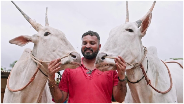 How much is the Hallikar breed sold?Varthur Santhosh say about Chikkamagaluru people? How much is the Hallikar breed sold?Varthur Santhosh say about Chikkamagaluru people?